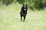 SCHIPPERKE 313